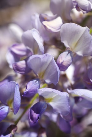 Magical Wisteria